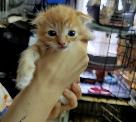 На обочине в Иванове найдена плотно заклеенная скотчем коробка с котятами